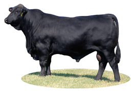 Affirmed 416N4 R9678800