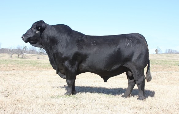 Blackhawk of Brinks 607M12, R824972