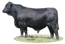 CHISHOLM 331W45 R10161215