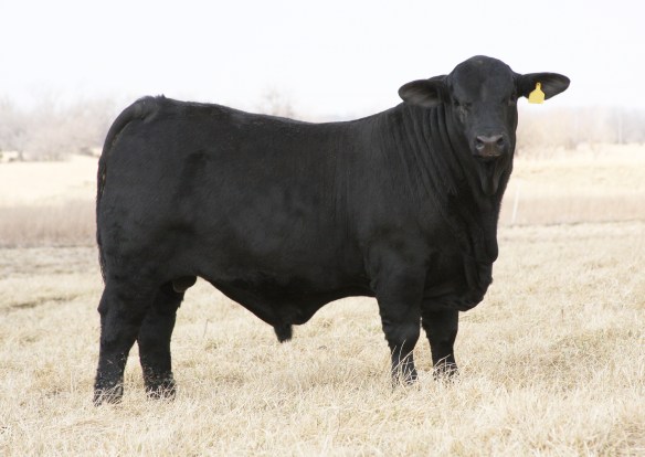 CORONADO 535X R10180470