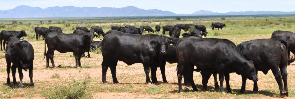 Rancho El Tarahumar Brangus