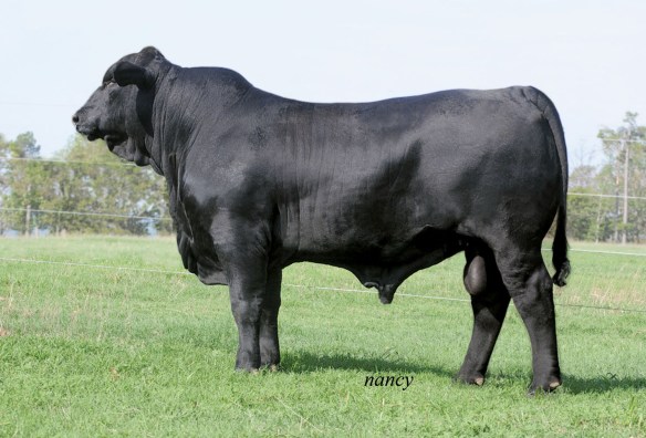 DMR MAINSTAY 468Y39 FOTO GRANDE