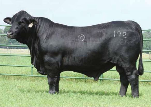 ELEGIDO 192Z26 R10227214