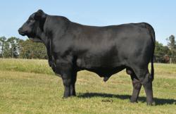 LANDAU 263X2 R10189274