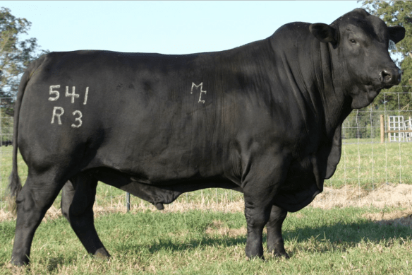 MC Real Deal 541R3 R10038652