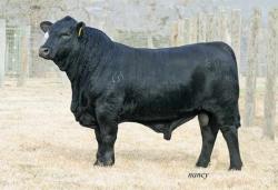 PASSPORT 803Y11 R10216038