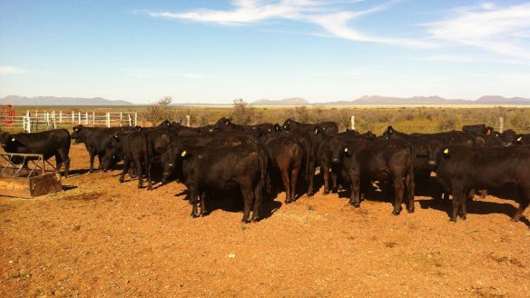 vaquillas registradas rancho tarahumar, buenaventura, chihuahua