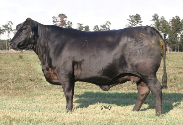 Ms Brinks New Era 468P14, mamá de DMR Mainstay 368Y39