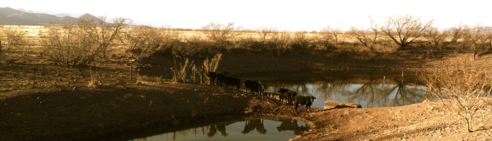 Rancho El Tarahumar Brangus