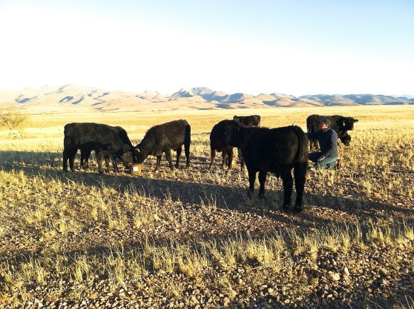 toretes brangus tarahumar