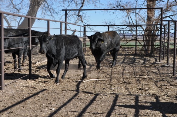 Mainstay 468Y39 17 meses edad, Rancho el Tarahumar