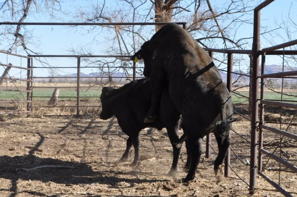 Mainstay 468Y39 17 meses edad, Rancho el Tarahumar