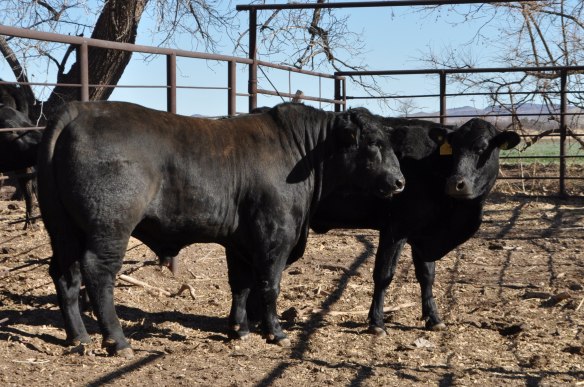 Mainstay 468Y39 17 meses edad, Rancho el Tarahumar