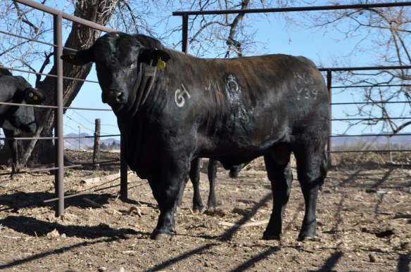 Mainstay 468Y39 17 meses edad, Rancho el Tarahumar