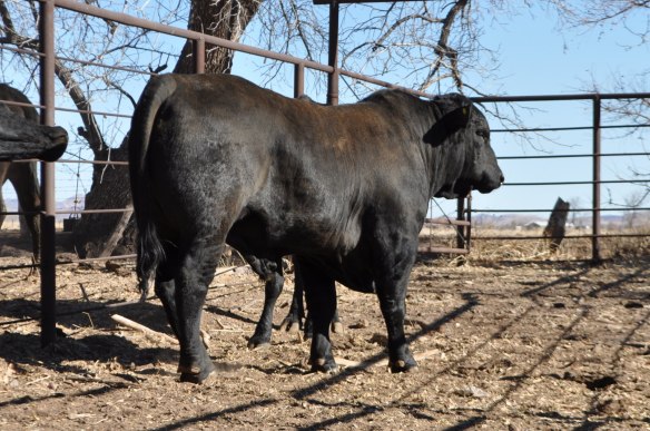 Mainstay 468Y39 17 meses edad, Rancho el Tarahumar