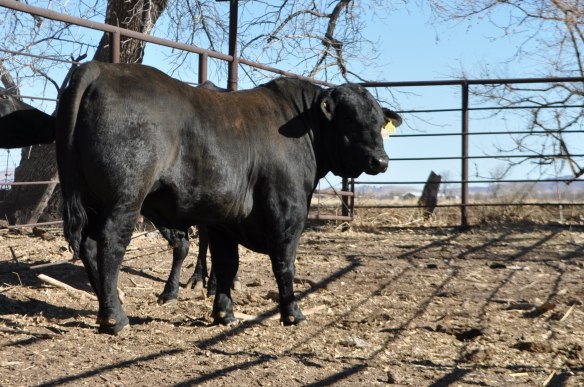 Mainstay 468Y39 17 meses edad, Rancho el Tarahumar