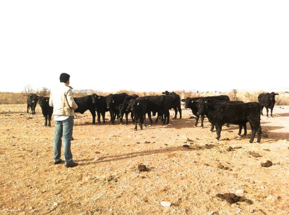 vaquillas de registro brangus