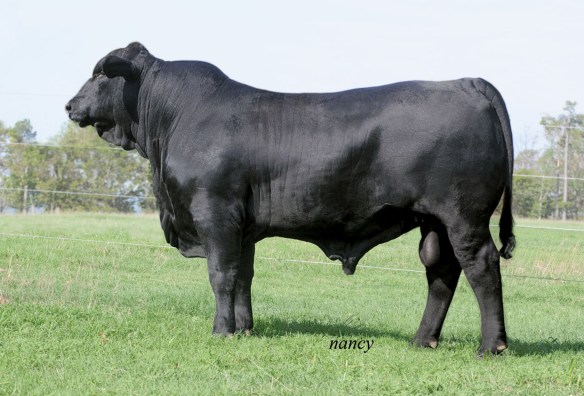 foto DMR Mainstay 468Y39