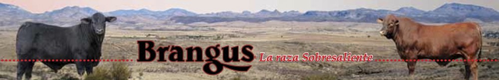 Rancho El Tarahumar Brangus