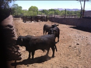 20130521-120514 p.m..jpg