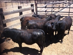 20130521-120635 p.m..jpg