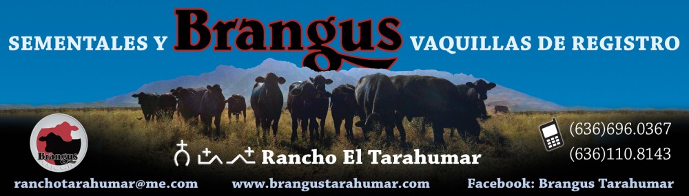 Rancho El Tarahumar Brangus