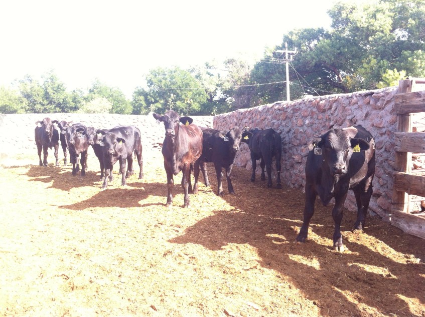 becerras brangus negras de registro rancho el tarahumar