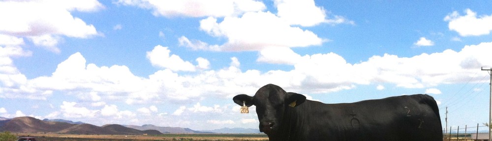 Toro brangus negro rancho tarahumar 203/2, 16 meses