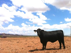Toro brangus negro rancho tarahumar 203/2, 16 meses