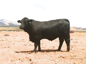 Toro brangus negro rancho tarahumar 203/2, 16 meses