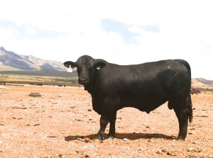 Toro RTH LTD 203:2 - 17