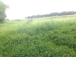 20130913-082328 p.m..jpg