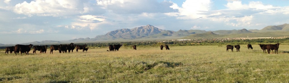 Rancho El Tarahumar Brangus