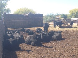 foto lote 15 becerras registradas rancho el tarahumar foto lote 15 becerras registradas rancho el tarahumar