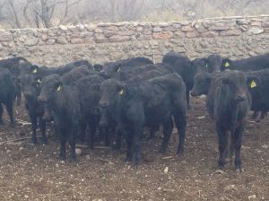 desahije rancho el tarahumar brangus