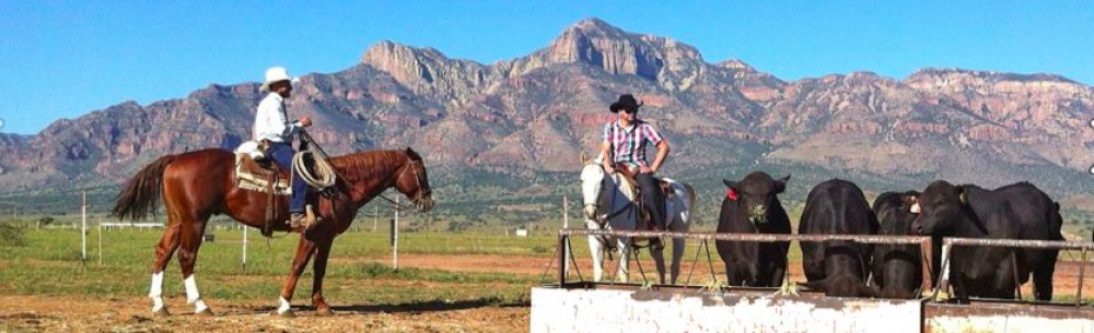 Rancho El Tarahumar Brangus