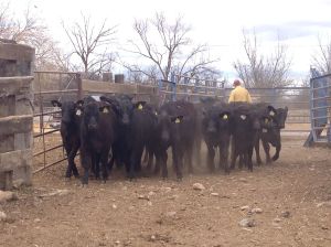 becerras de registro rancho el tarahumar