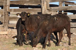 becerras registradas venta  - 13