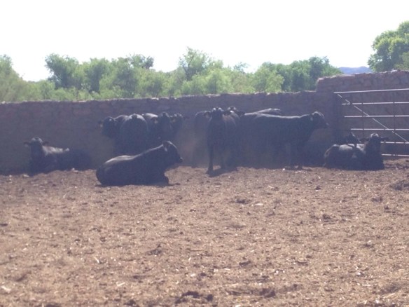 20140620-095407 a.m.-35647999.jpg