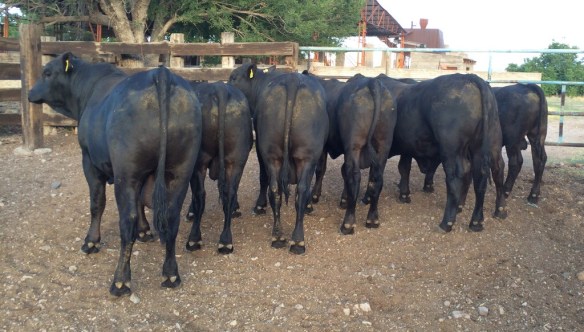 20140708-080108 p.m.-72068365.jpg