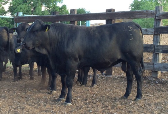 20140708-080108 p.m.-72068624.jpg