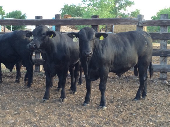 20140708-080108 p.m.-72068935.jpg