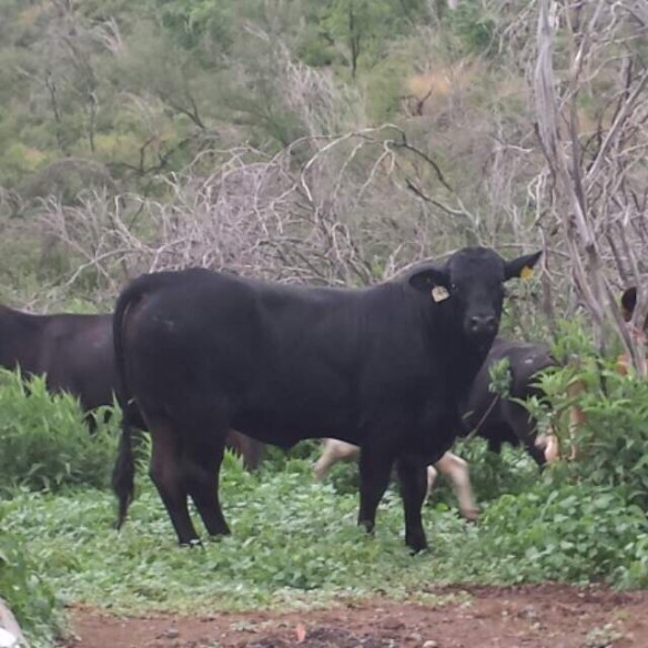 20140710-072753 p.m.-70073298.jpg