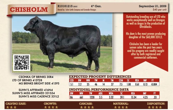 Chisholm 331W45 R10161215