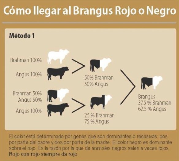 como llegar a brangus diagrama