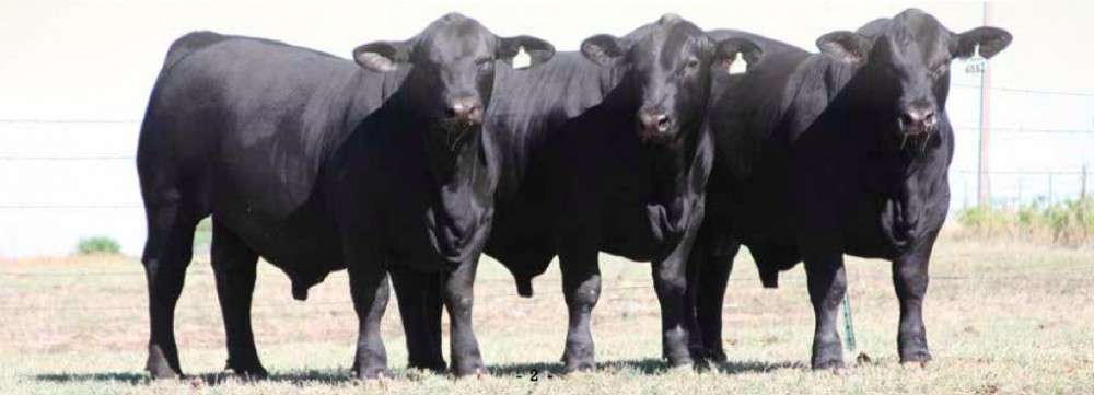 Rancho El Tarahumar Brangus