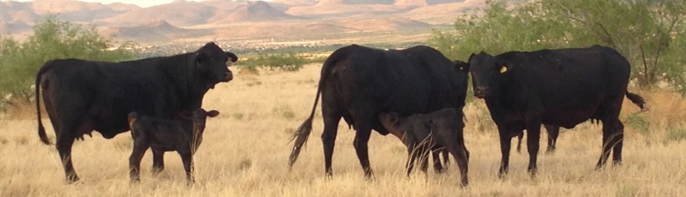 Rancho El Tarahumar Brangus