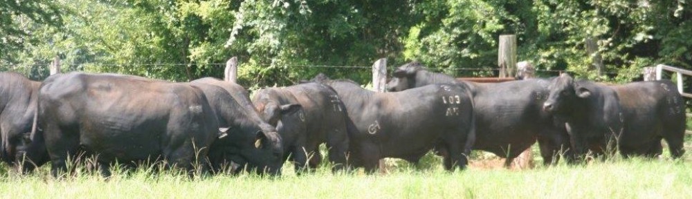 Rancho El Tarahumar Brangus