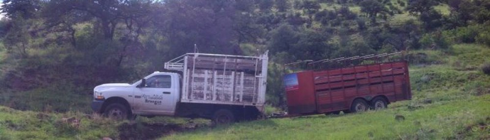 Rancho El Tarahumar Brangus