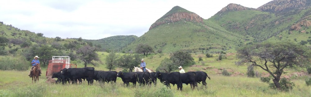Rancho El Tarahumar Brangus